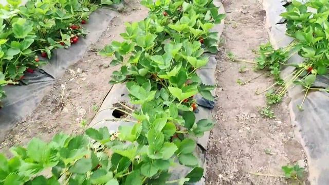 Урожайность клубники КСД Лия Сахарная. смотреть онлайн