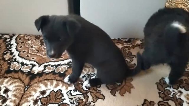 Отдам щенка в добрые руки! смотреть онлайн