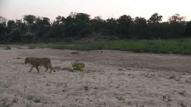 The KAMBULA PRIDE and a herd of BUFFALO смотреть онлайн