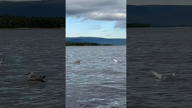 Блин, ну вы чё, не слышите чтоли?