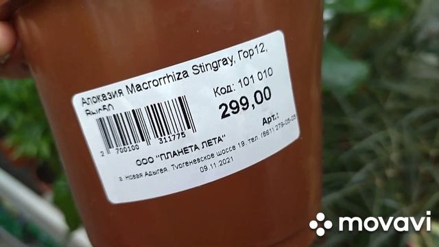 Садовый центр .Классный завоз комнатных растений. Цены удивляют. смотреть онлайн