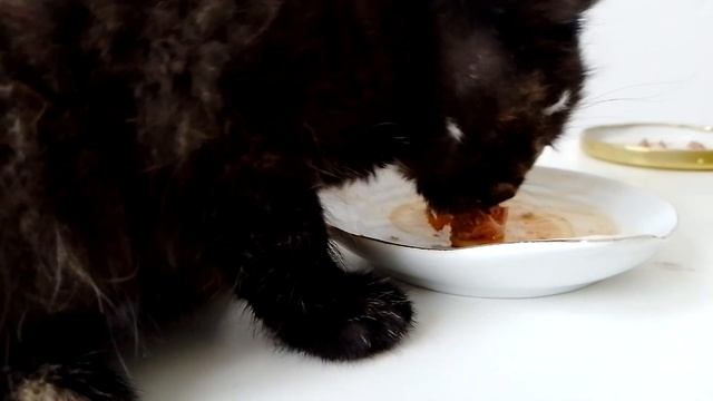 Мурка пробует суп для кошек смотреть онлайн