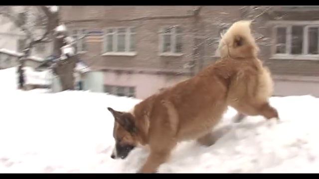 11 03 2016 В Удмуртии планируют разработать правилах содержания домашних животных смотреть онлайн