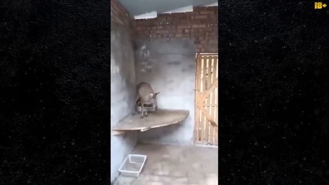 нежданчик.mp4 смотреть онлайн