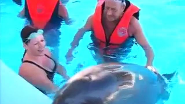Swimming with Dolphins, Sharm El Sheikh, Egypt смотреть онлайн