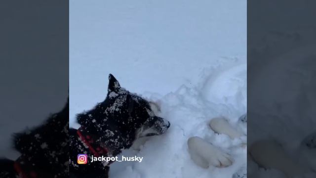 Милые животные. Сургут смотреть онлайн