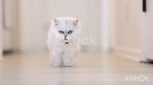 Значение цвета кошки: какие питомцы притягивают в дом деньги, счастье и любовь♡♡♡