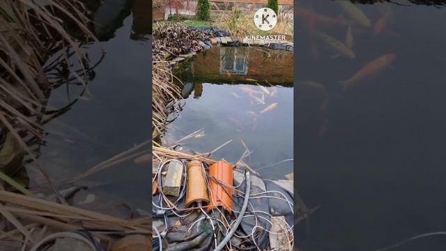 Как правильно посадить карпов кои в огороде. смотреть онлайн
