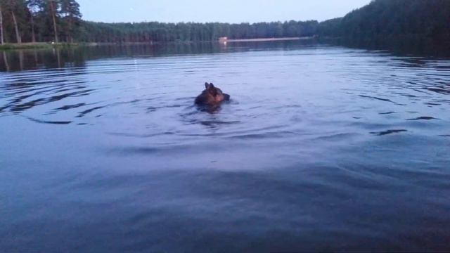 Немецкая овчарка смотреть онлайн