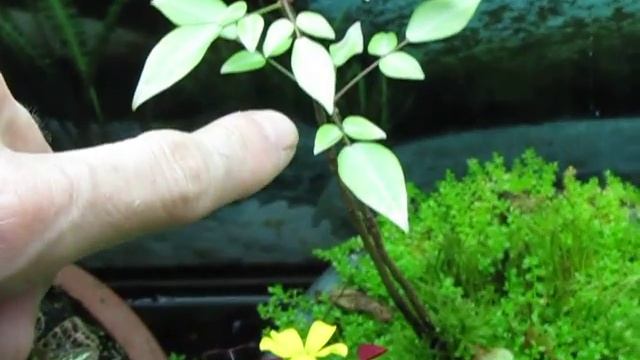 Oxalis rubra смотреть онлайн