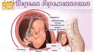18 неделя беременности. Развитие плода. Как себя чувствует беременная. Как выглядит ребенок