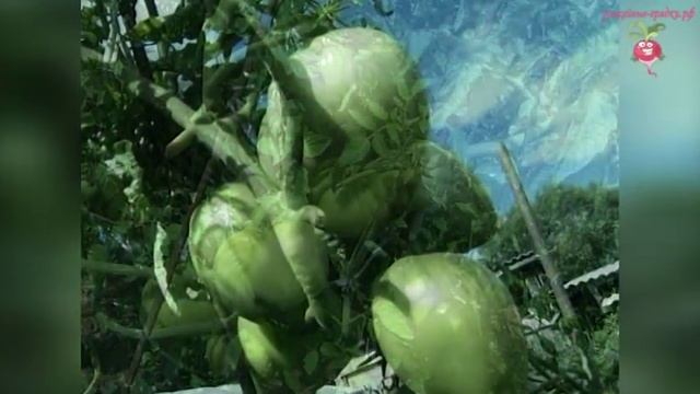 Оценка урожая. Отзыв о сортах томатов #urozhainye_gryadki смотреть онлайн