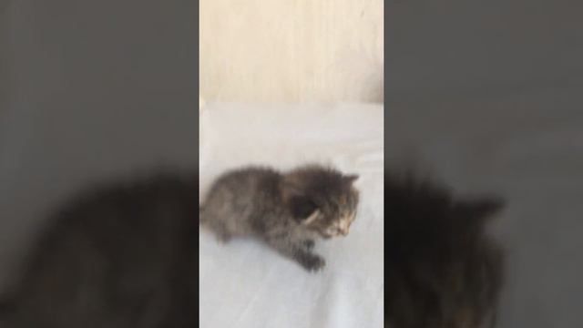 Смотрим как наш новорождённой котёнок ползает смотреть онлайн