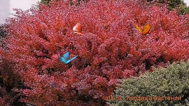 Барбарис тунберга Дартс Ред Леди ? обзор: как сажать, саженцы барбариса Дартс Ред Леди смотреть онлайн