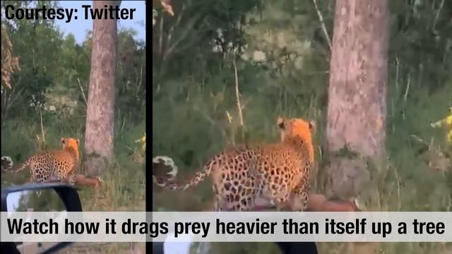Watch: Leopard shows off kill, drags prey heavier than itself up a tree смотреть онлайн