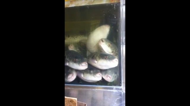 SINGING FUGU DANCE смотреть онлайн
