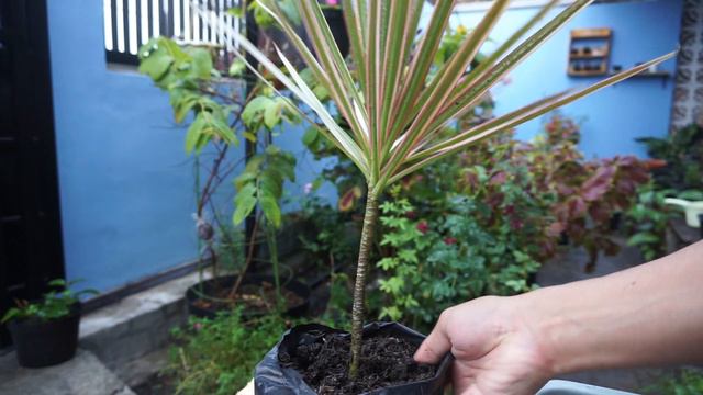 Cara Menanam Tanaman Dracaena Marginata смотреть онлайн