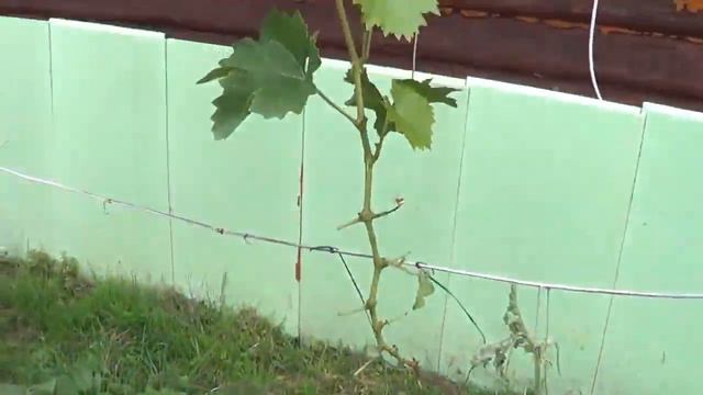 Как вырастить баклажаны смотреть онлайн