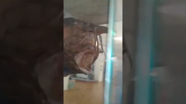 Рыба белуга смотреть онлайн
