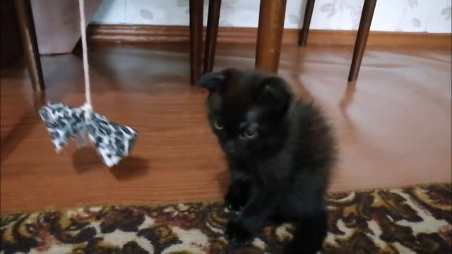 О котенке породы Scottish Fold (шотландская вислоухая).Проект "Бросаю курить" день седьмой. смотреть онлайн
