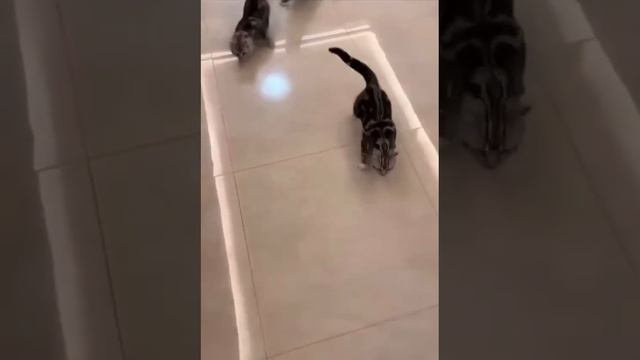 когда не кормил котов целых 5 минут)))