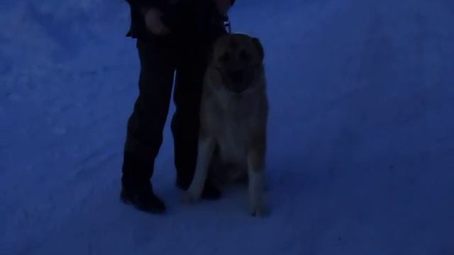 Укрощение строптивого смотреть онлайн