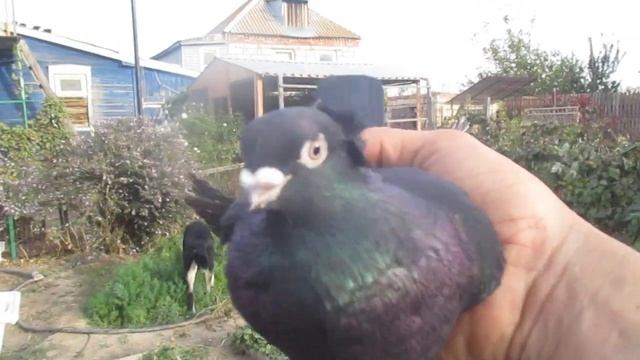 Узбекские голуби,вечерний подъем в небо!Россия ,Астрахань! Uzbek pigeons,Russia,Astrachan! смотреть онлайн
