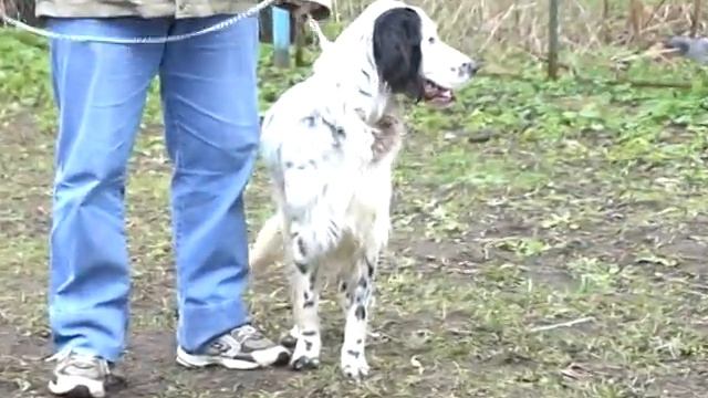 Выводка молодняка английских сеттеров МООиР 2007. Ринг кобелей смотреть онлайн