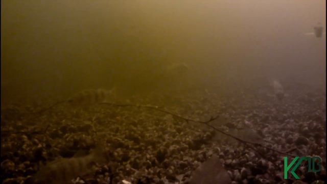 Поймал камерой кучу рыбу на дне. Съемка под водой. Рыбалка. Fishing. angeln. câu cá. смотреть онлайн