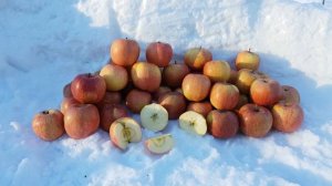 Яблоня Фуджи /Apple Fuji/