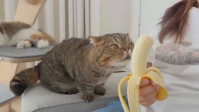 LuLu’s Obsessed With Bananas! | Kittisaurus