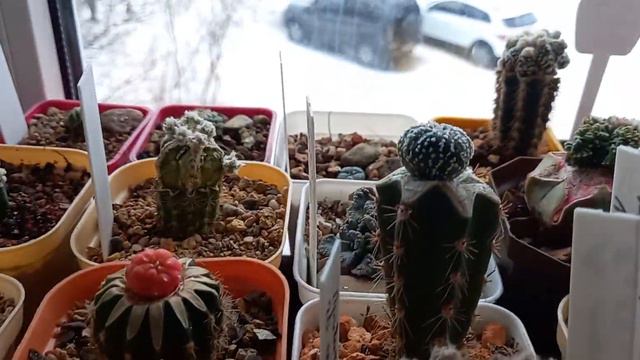 Кактусная мелочь смотреть онлайн