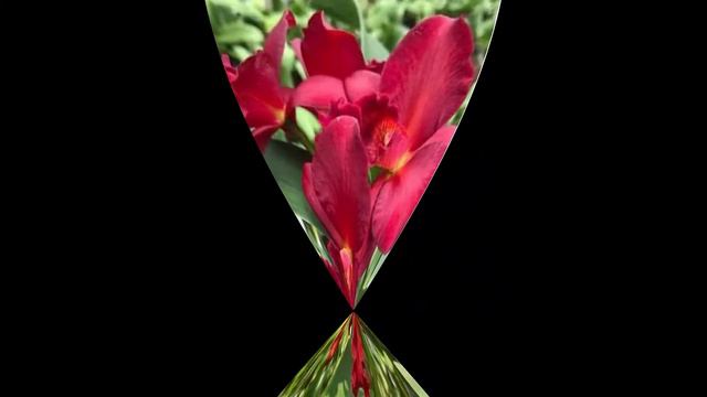 Orchids Found In The Philippines || Images Of Orchids Found In The Philippines