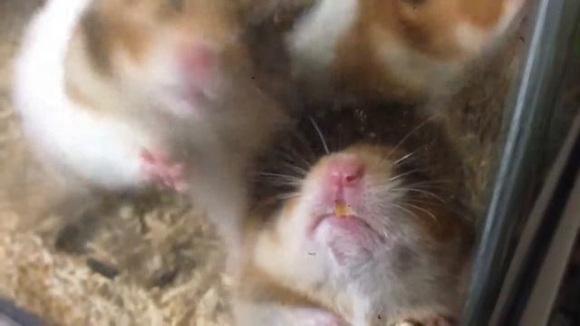 子ハムの可愛すぎる寝顔・その30 смотреть онлайн