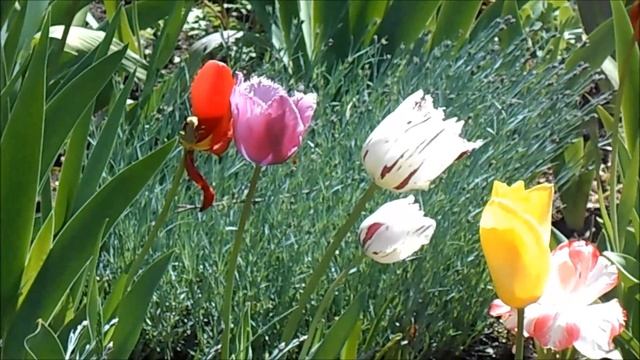 Тюльпаны: виды и названия смотреть онлайн