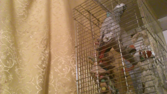 1Говорящий попугай Жако 3