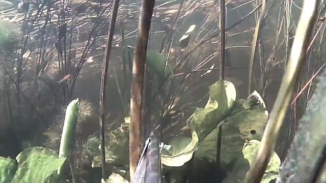 Это не аквариаум!!! Река Сейм, Сумская область... 1 смотреть онлайн