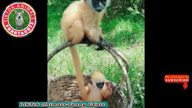 ??TikTok Animals-Funny and Cute - Animal Video#04 || TikTok Animals-Funny and Cute Channel. смотреть онлайн