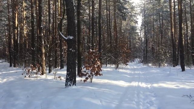 VLOG • Adventurchik в лесу с. Бобрица, поиск белок и зайцев, путешествие через лес к замёршему озер смотреть онлайн