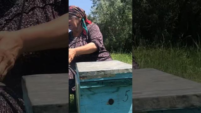 Красота Дагестана - пчеловодство Дагестана смотреть онлайн
