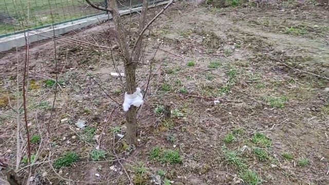 Абрикосы из косточек в Московской обл. Хатунский питомник. с. Хатунь смотреть онлайн