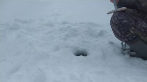 Секретная наживка. Нашёл шалаш в лесу. Ловля голавля зимой на самоподсекающие жерлицы