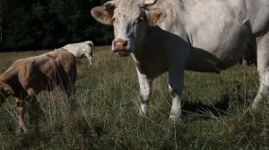 МЫЧАНИЕ КОРОВЫ. Корова мычит. Звук коровы. Голос коровы. Весёлые коровы мычат. Жуют жвачку, 4 часть