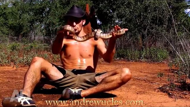 Black Headed Python caught and shown смотреть онлайн