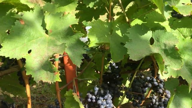 Мои технические сорта Винограда. Обзор смотреть онлайн