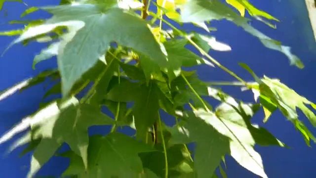 *Plant Sweet gum Trees* +Liquidambar styraciflua+Shade Tree+ смотреть онлайн