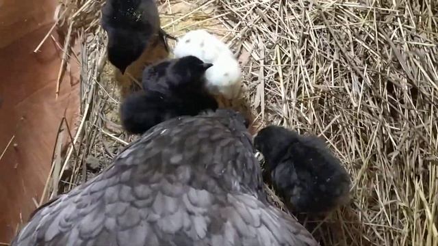 КЛУША УЧИТ ЦЫПЛЯТ КУШАТЬ смотреть онлайн