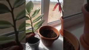 Доллорды үйден отырып бірге өсірейік,көбейтейік.
