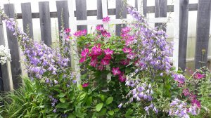 Клематисы первогодки. Результат посадки, после покупки в интернет-магазине. Как обрезать #31