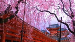 Праздник Ханами – время цветения сакуры в Японии